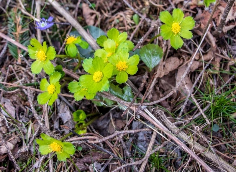 Kwiaty cieszynianki wiosennej pojawiają się przed rozwojem liści
