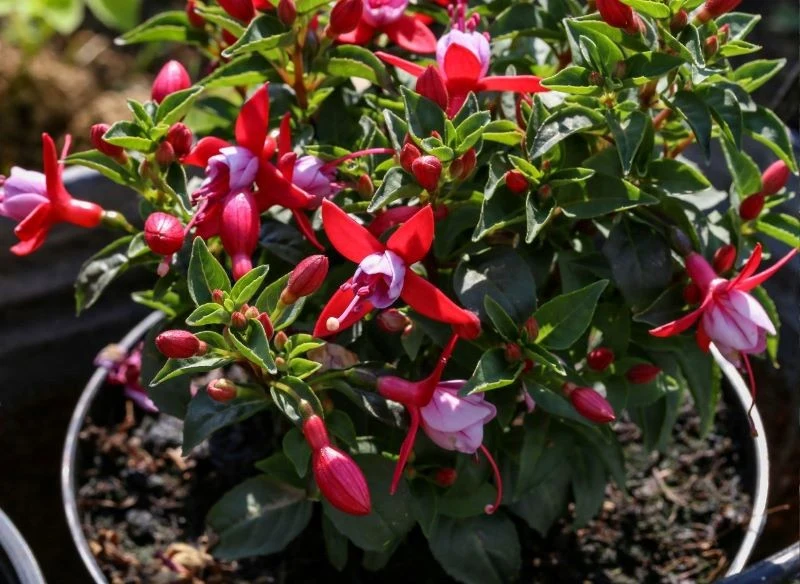 Sadzonek fuksji magellańskiej szukajmy w centrach ogrodniczych