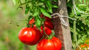 Co zrobić, żeby pomidory miały dużo owoców? Należy odpowiednio je zasilić, ale nie przy użyciu chemii, a naturalnych, sprawdzonych środków.