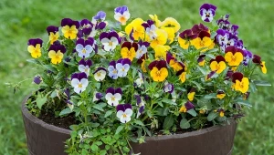 Domowy nawóz do bratków sprawi, że przez całą wiosnę aż do późnego lata będą obsypywały się kwiatami.