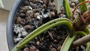 Dlaczego w doniczce pojawia się pleśń? To efekt niekorzystnych warunków, które występują w okresie jesienno-zimowym./deccoria.pl