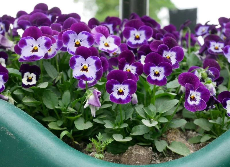 Dobrze zatroszczmy się o bratki, by długo kwitły