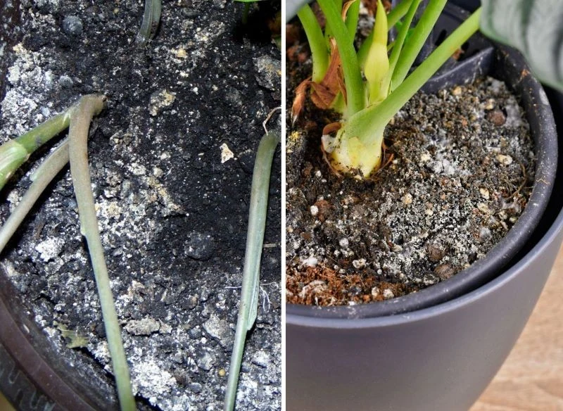 Pleśń w doniczce w skrajnym przypadku może prowadzić do obumierania rośliny