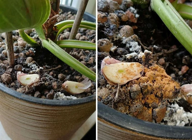 Najpierw wciskamy do doniczki pokrojony czosnek w miejsca, gdzie występują ogniska infekcji, a następnie zasypujemy cynamonem