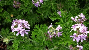 Jeśli twoja anginka marnieje po zimie, podlej ją niezawodną mieszanką.