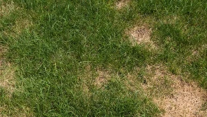 Suche placki na trawniku. Dlaczego powstają? Jak się ich pozbyć? Fot.Deccoria.pl/Barbara Machalska-Cyran