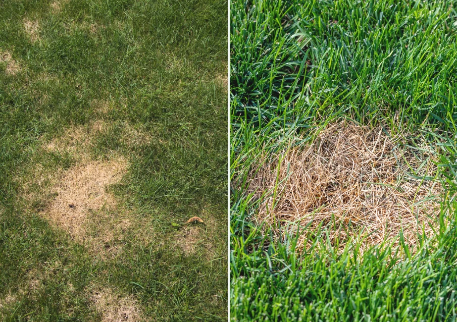 Regularne nawożenie trawnika, przeprowadzane dwa razy do roku, jest istotnym elementem profilaktyki przeciwko suchym plamom