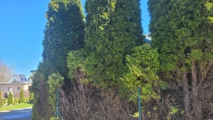 Czy na ogrodzenie działki trzeba mieć zgodę? Sprawdziliśmy, a jakich przypadkach powinieneś o nią wystąpić do właściwych organów lokalnych./Deccoria.pl