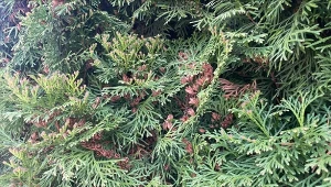 Przyczyn brązowienia iglaków jest naprawdę wiele./Deccoria.pl
