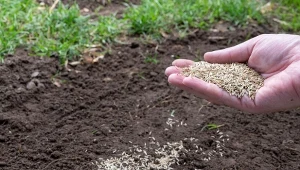 Wysiew trawy najlepiej wykonać w kwietniu lub w maju.