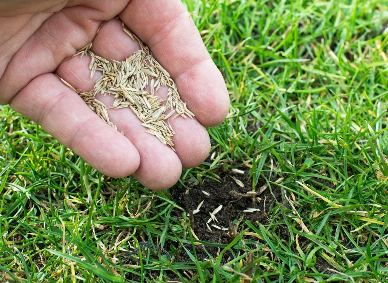 Jaka trawa będzie najlepsza na przydomowy trawnik