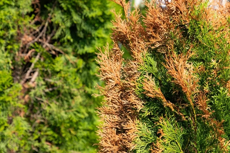 Problem brązowienia iglaków może wynikać zarówno z przesuszenia, przelania, jak i nieodpowiedniego nawożenia