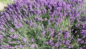 Lawendę trzeba nawozić już na przełomie marca i kwietnia.