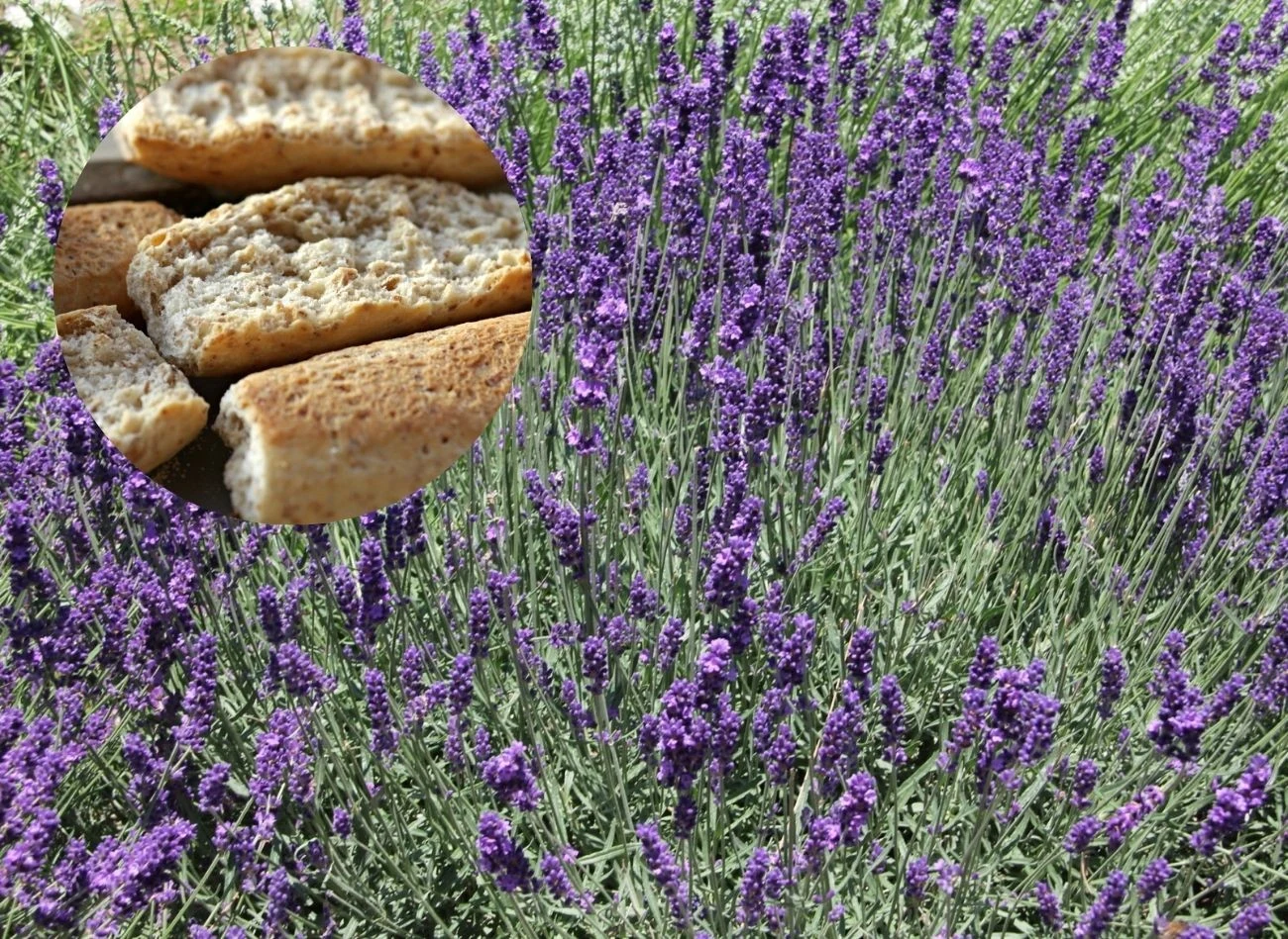 Odżywka do lawendy z czerstwego chleba powoduje, że latem będzie bujnie kwitnąć