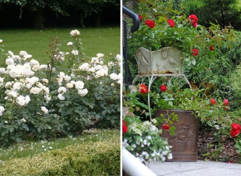 Jeśli już koniecznie chcemy połączyć ze sobą pewne gatunki, które niekoniecznie chcą obok siebie rosnąć, pozostawmy pomiędzy nimi przestrzeń lub wy...