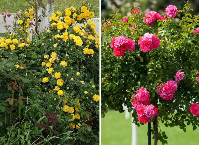 Krzewy różane mogą rosnąć w gęstwinie, jak w dzikim ogrodzie lub wyeksponowane, w otoczeniu niskich roślin okrywowych