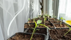 Masz problem z wybujałymi sadzonkami? Wypróbuj nietypową metodę.