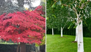 Gatunki drzew, które szybko rosną są najlepszym wyborem do posadzenia na pustej działce.
