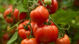 Zdrowa i dobrze nawożona gleba jest podstawą w uprawie pomidorów. Jaka jest odpowiednia?