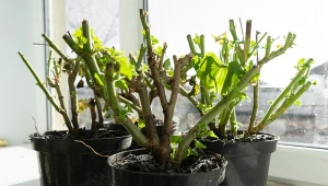 Sadzonki pelargonii najlepiej pobierać wczesną wiosną. Fot.123RF.com/Andrey Tarasenko