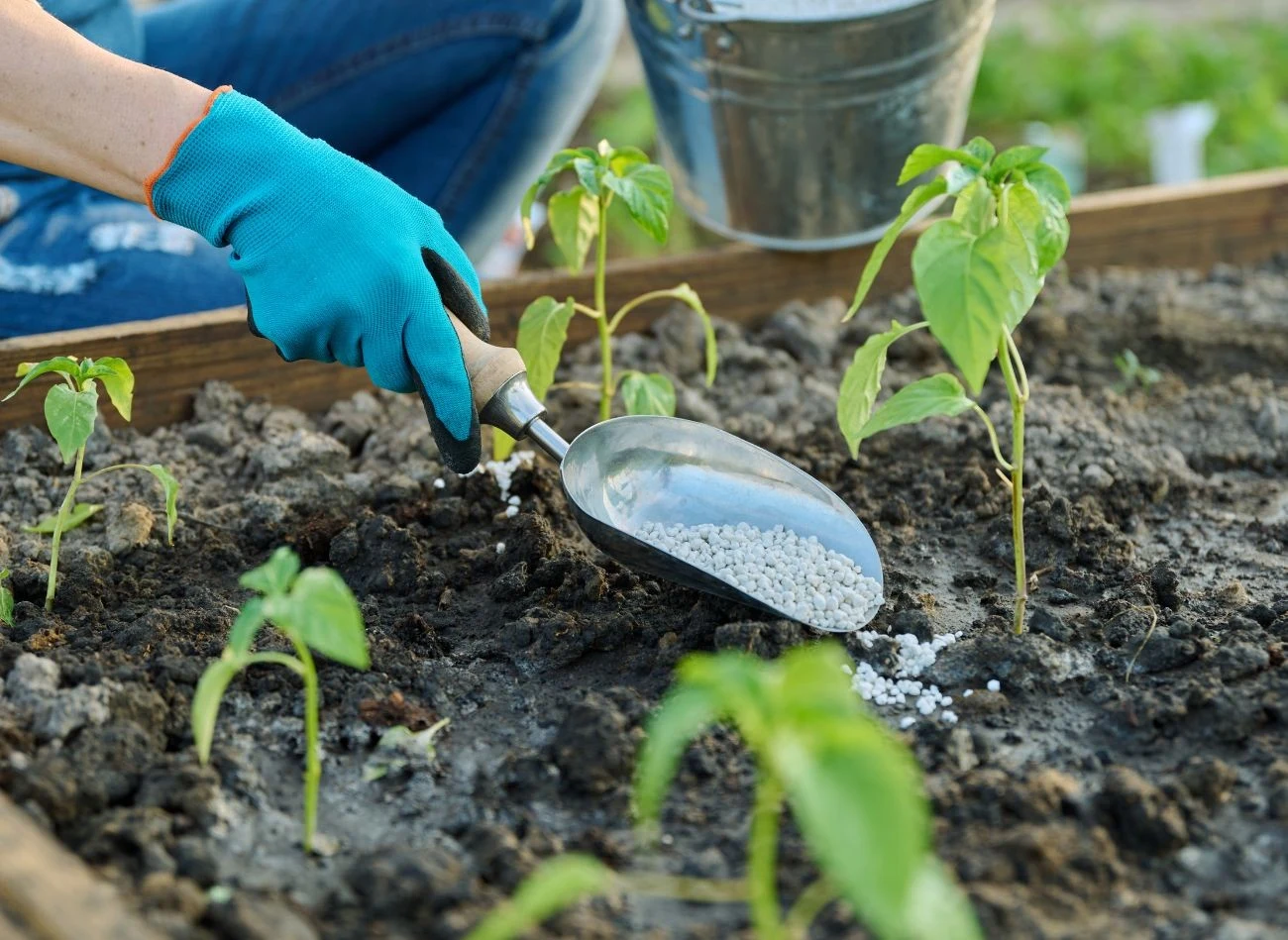 Pomidory do gruntu najlepiej posadzić do gruntu po 15 maja