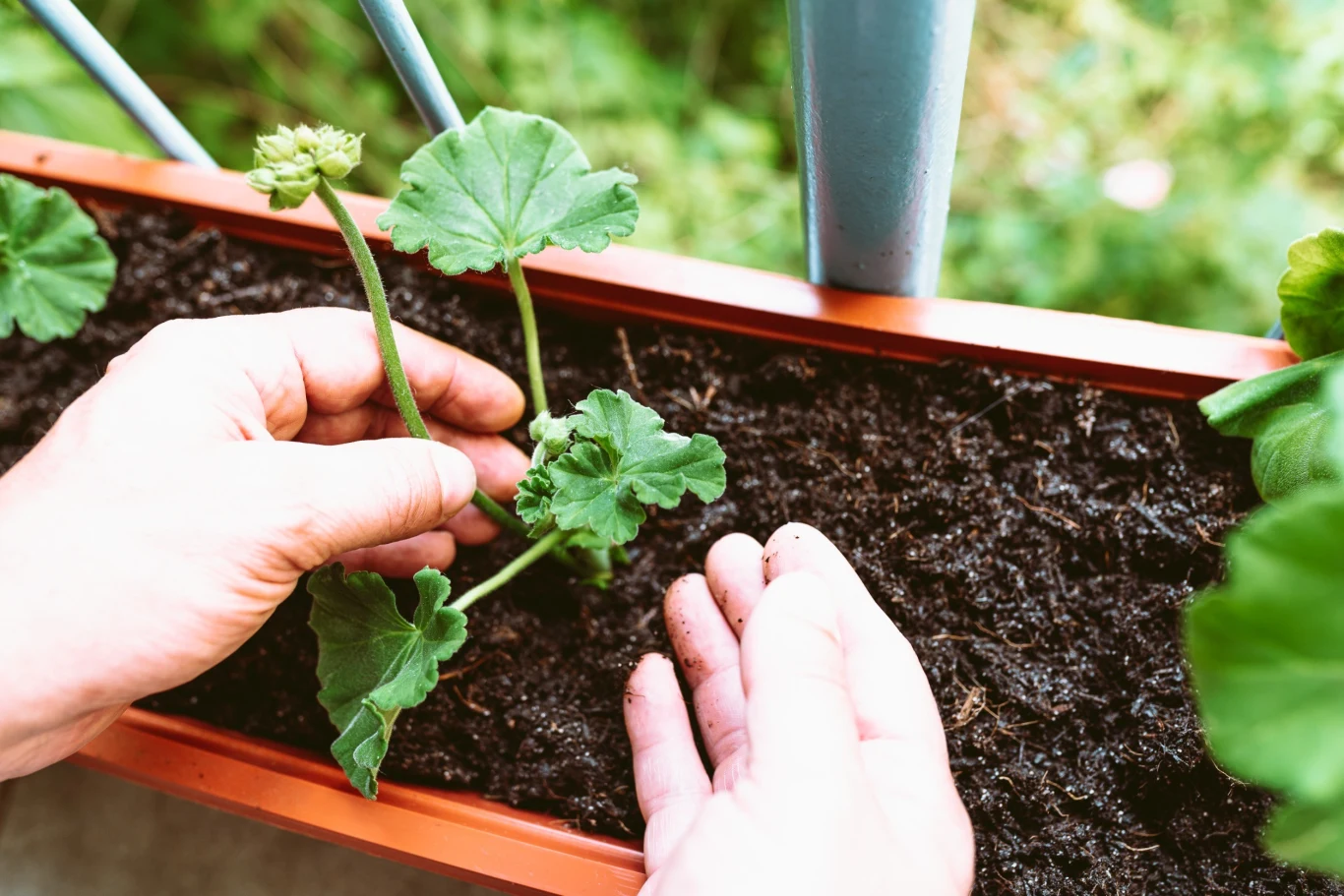 Zielony pęd przeznaczony na sadzonkę powinien mieć 10-15 cm długości
