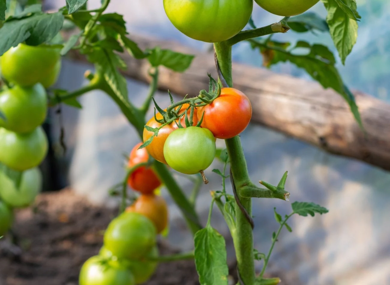 Pomidory warto dokarmiać naturalnymi nawozami domowej roboty
