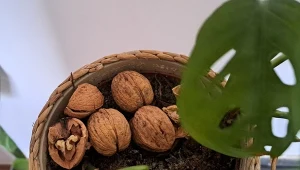 Zrób prosty nawóz z łupin orzechów – 3 sposoby na wykorzystanie łupin są proste, szybkie i skutecznie wspomagają pielęgnację roślin domowych./deccoria.pl