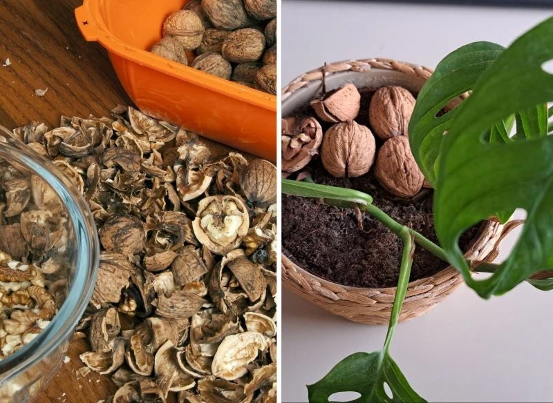 Łupiny orzechów można zmielić, pokruszyć lub wygotować