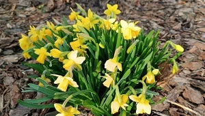 Do kiedy kwitną żonkile? Nawet do końca maja dekorują ogród żółtymi, trąbkowymi główkami kwiatów./deccoria.pl