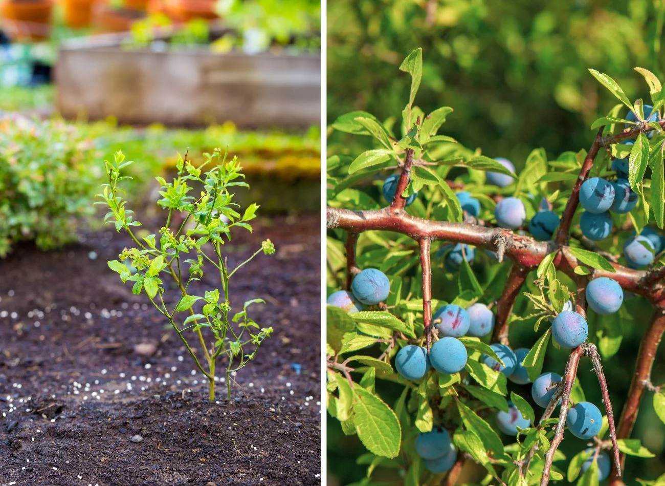 Jakość podłoża i odpowiednie nawożenie borówki wpływa na jakość plonów