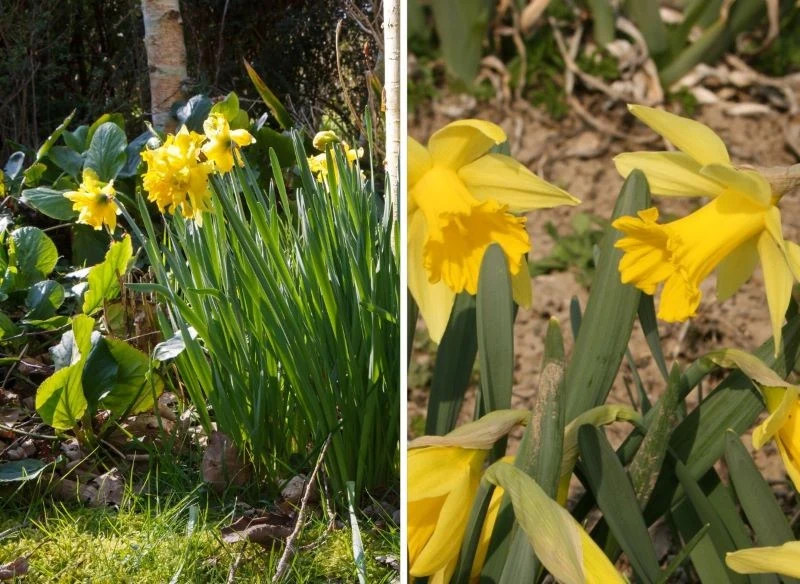 Dwu i trzyletnie żonkile w okresie kwitnienia potrafią osiągać nawet 40 cm wysokości, dumnie wznosząc na kępie nawet 8-10 żółciutkich główek