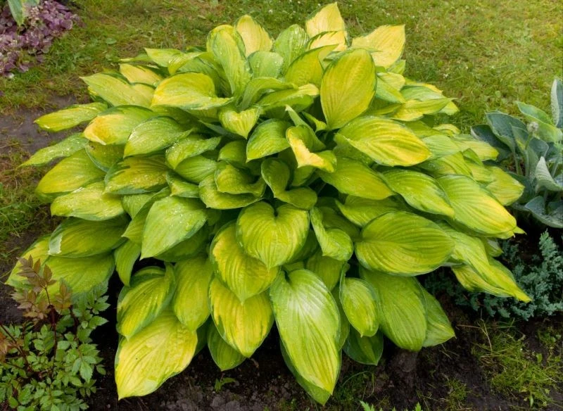 Żółte hosty na ogół lepiej tolerują słoneczne stanowiska