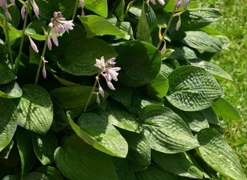 Tylko niektóre odmiany funkii dobrze znoszą ekspozycję na słońce