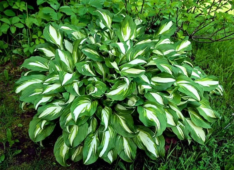 O narażone na działanie słońca hosty trzeba się szczególnie zatroszczyć