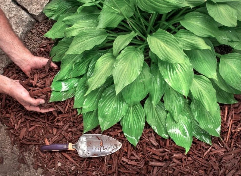 Glebę wokół funkii warto wyściółkować