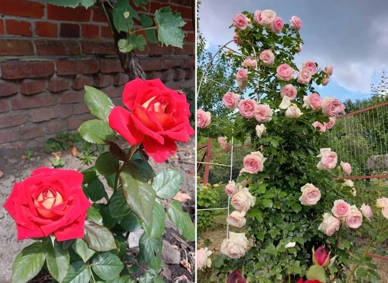 Wiosenne nawożenie róż wpływa na ich bujny wzrost i obfite kwitnienie