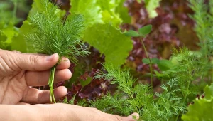 Znajdź dla koperku dobrego sąsiada, aby aromatyczne ziele było jeszcze smaczniejsze.
