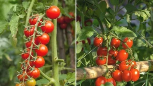 Zabieg wsadzania pomidorów koktajlowych do gruntu można wykonać już późną wiosną.