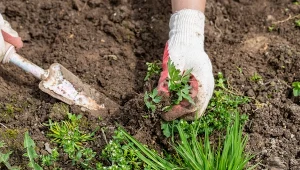 Glutenowa mączka kukurydziana na mrówki i chwasty zadziała na tyle skutecznie, że skończysz z regularnym pieleniem grządek oraz nieustannymi próbami wypłoszenia szkodników.
