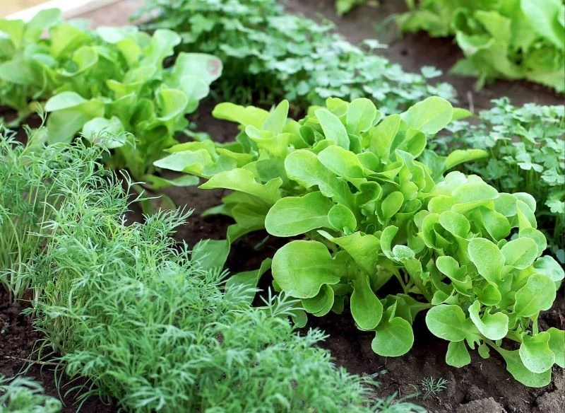 Koper warto wysiać w pobliżu sałaty