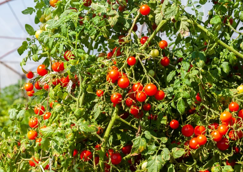 Pomidorki koktajlowe należy uprawiać w glebie żyznej, piaszczysto-gliniastej