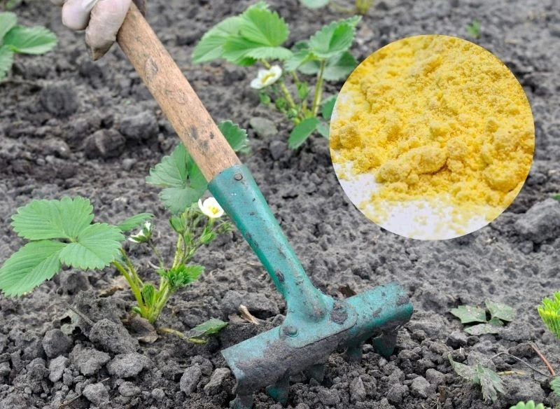 Podsypanie grządek glutenową mączką kukurydzianą i przegrabienie to prosta, szybka metoda na ekologiczne zahamowanie kiełkowania nasion niechcianyc...