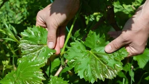 Oprysk z czosnku i cebuli na winorośl to ekologiczna, skuteczna metoda walki z chorobami grzybowymi. Spróbuj wykonać go na wiosnę.