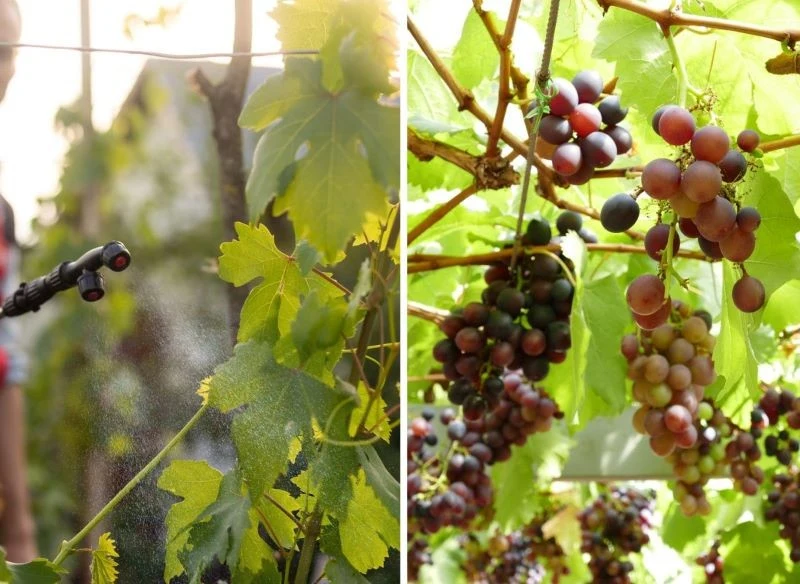 Wiosenny oprysk na choroby grzybowe pozwala utrzymać roślinę w dobrej kondycji, lepiej chroniąc ją przed popularnymi infekcjami