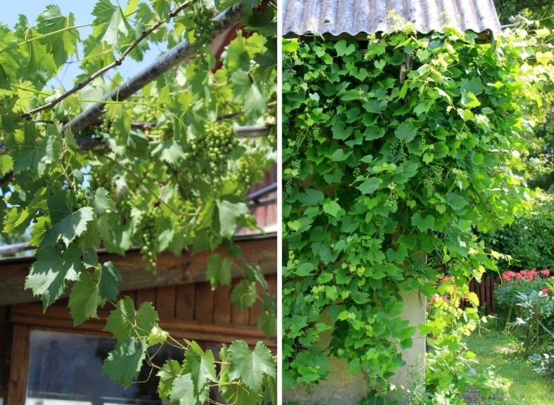 Krzewy winorośli można sadzić w różnych miejscach i dowolnie prowadzić, lecz tak, że narażone są na wiatr i chłód, warto częściej monitorować ich k...