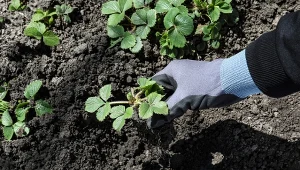 Podpowiadamy, czym nawozić truskawki podczas sadzenia, aby mieć obfite plony.