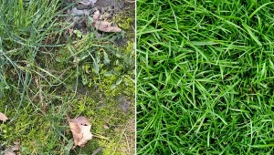 Masz mech na trawniku? Zastosuj prostą metodę, a szybko pozbędziesz się problemu.