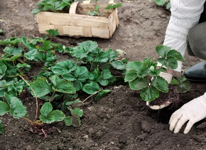 Truskawki można sadzić już od marca