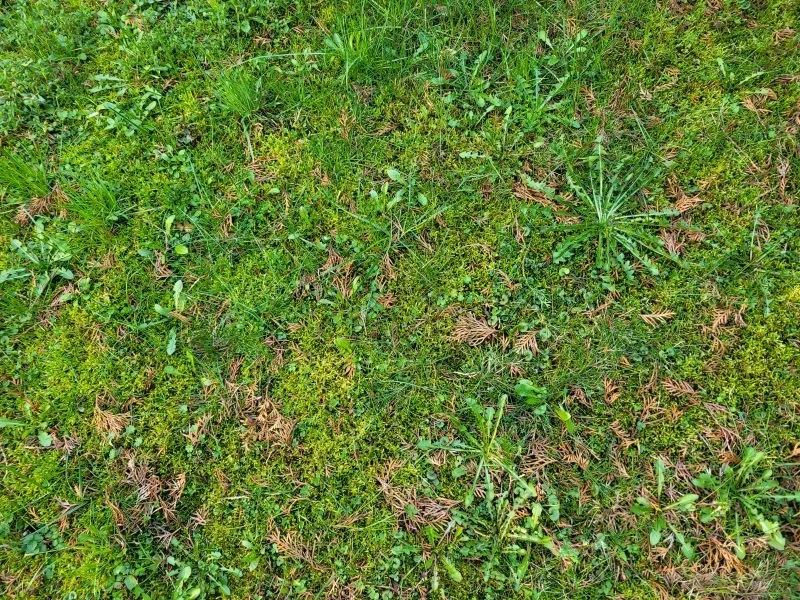 Zwalczanie mchu jest trudne, dlatego trzeba zrobić wszystko, aby w ogóle się nie pojawił na naszym trawniku